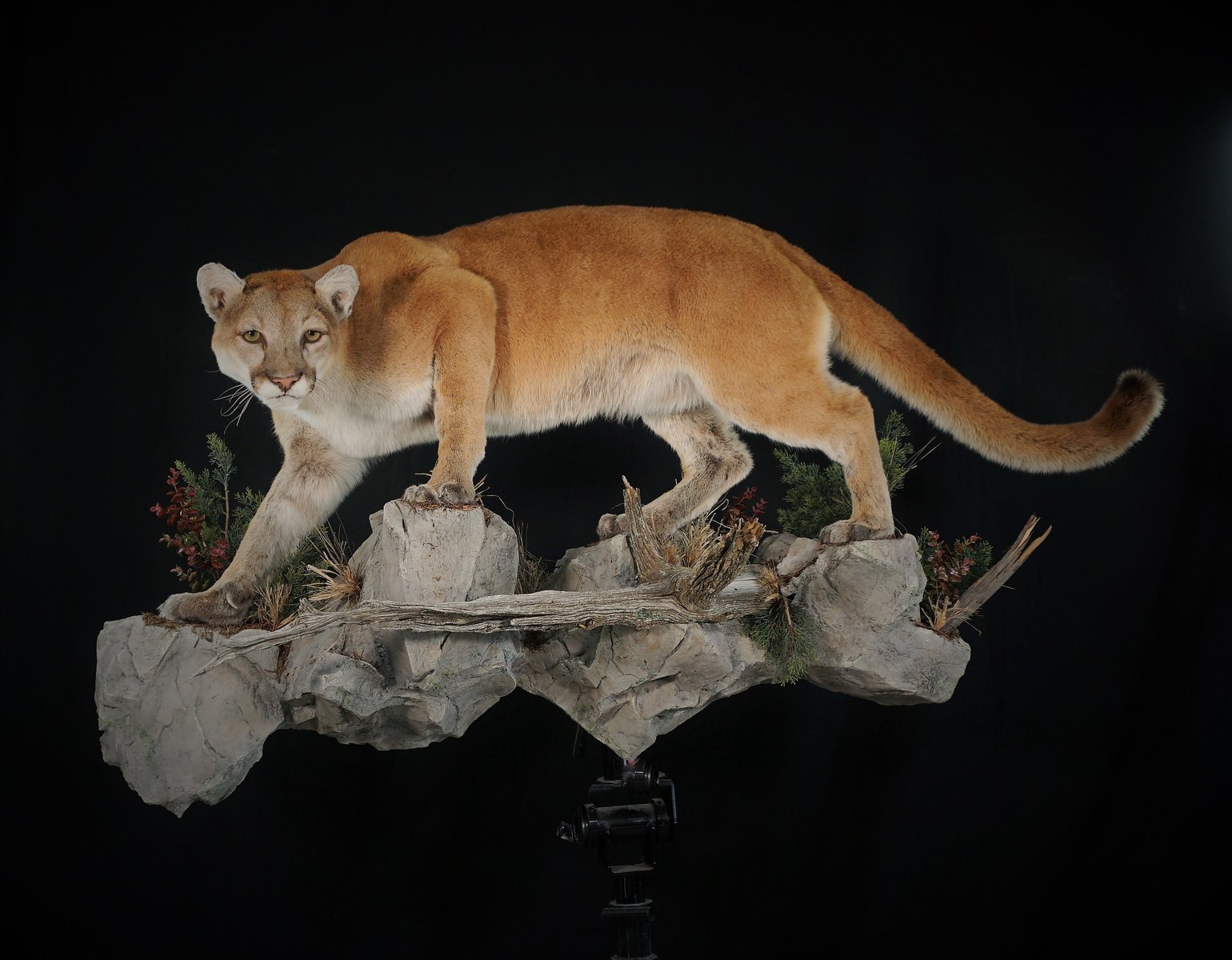 Mountain Lion Life Size