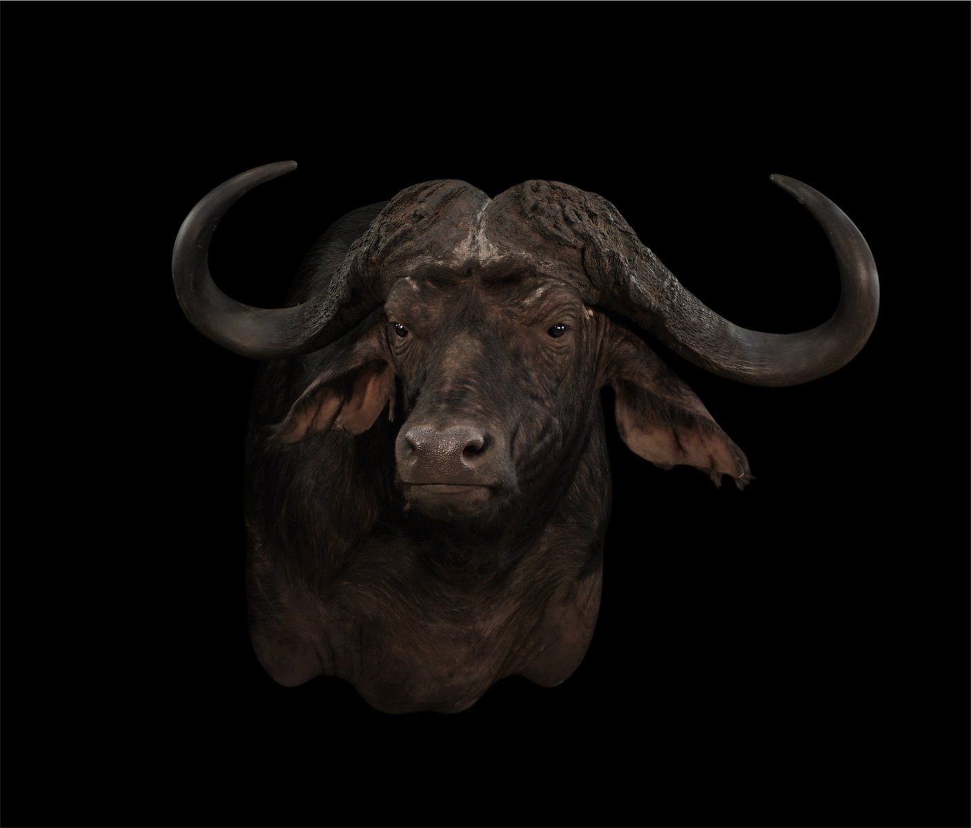 Cape Buffalo
