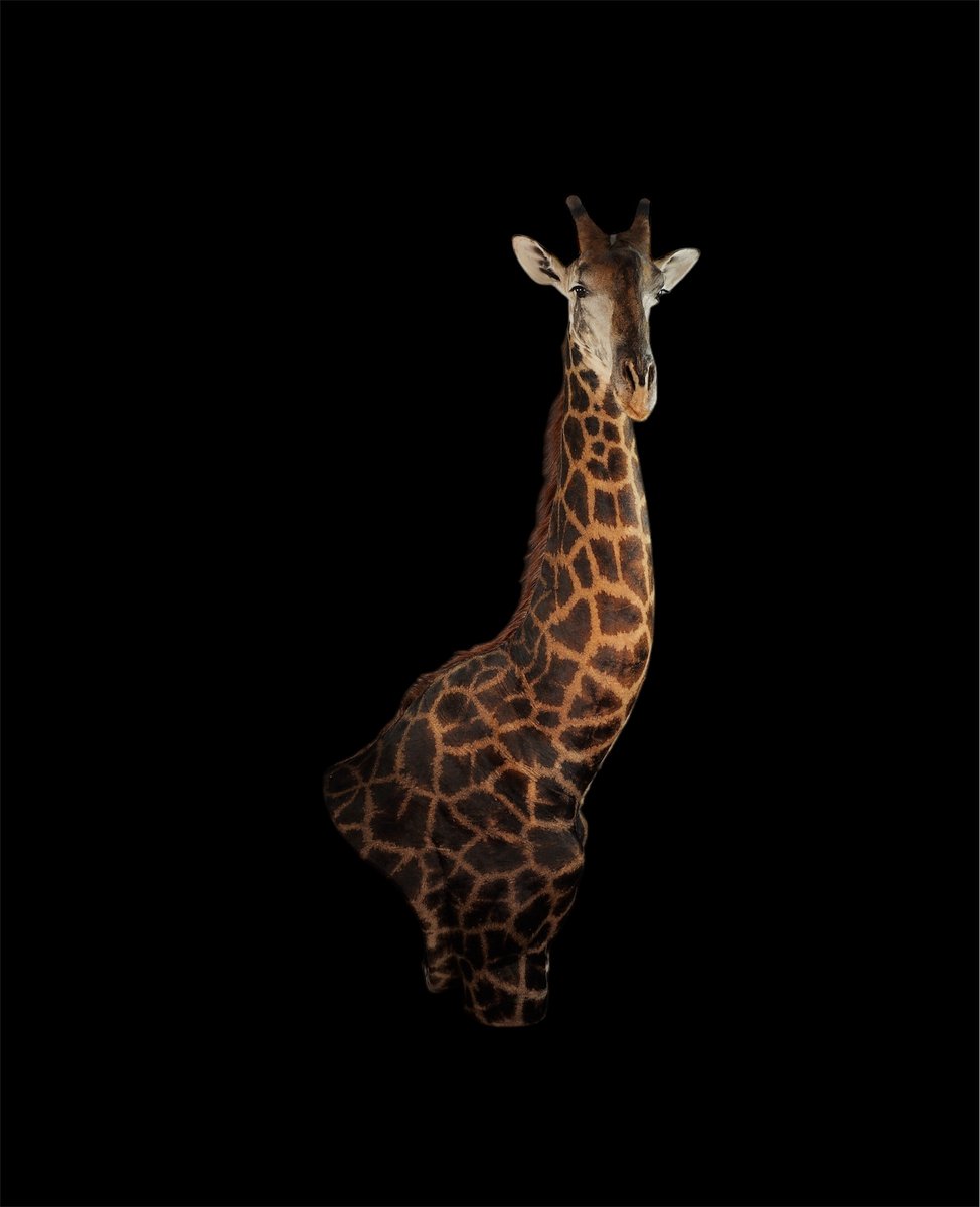 Giraffe Wall Pedestal