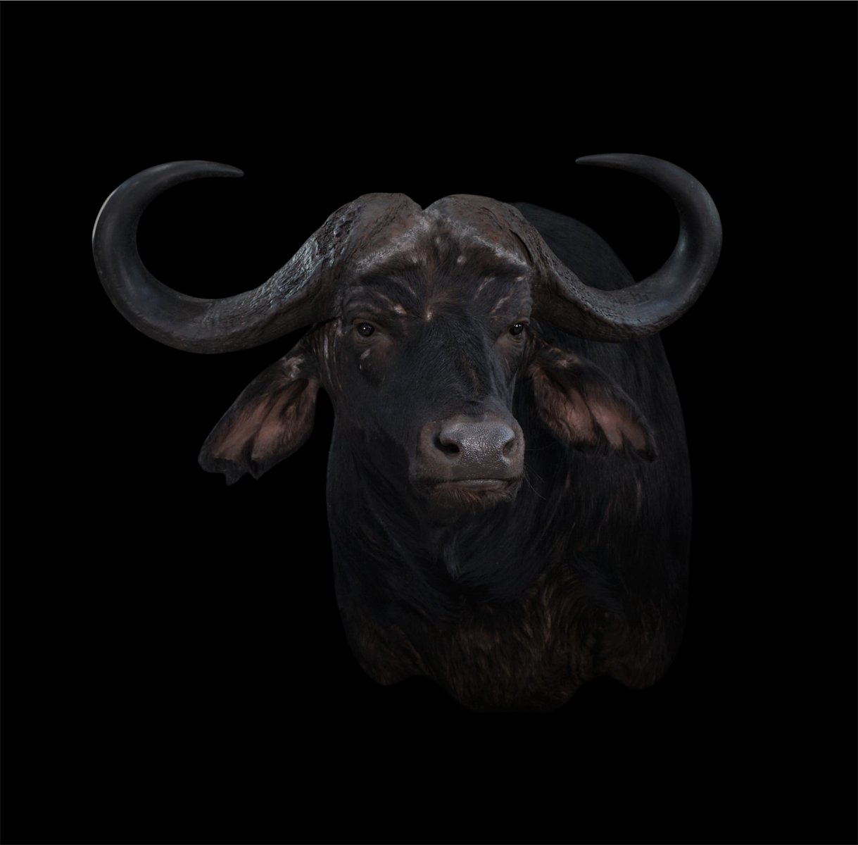 Cape Buffalo