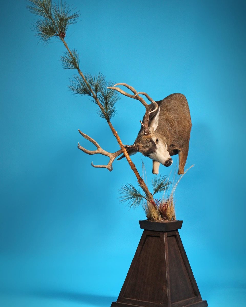 Mule Deer Pedestal