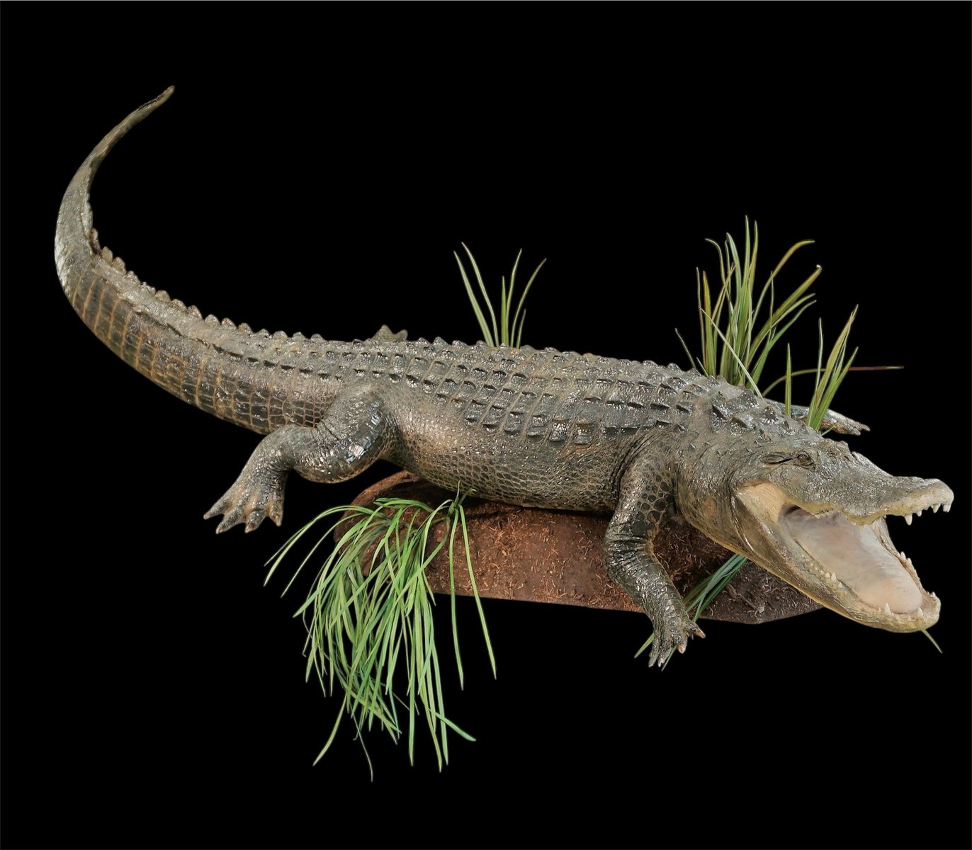 Alligator life size