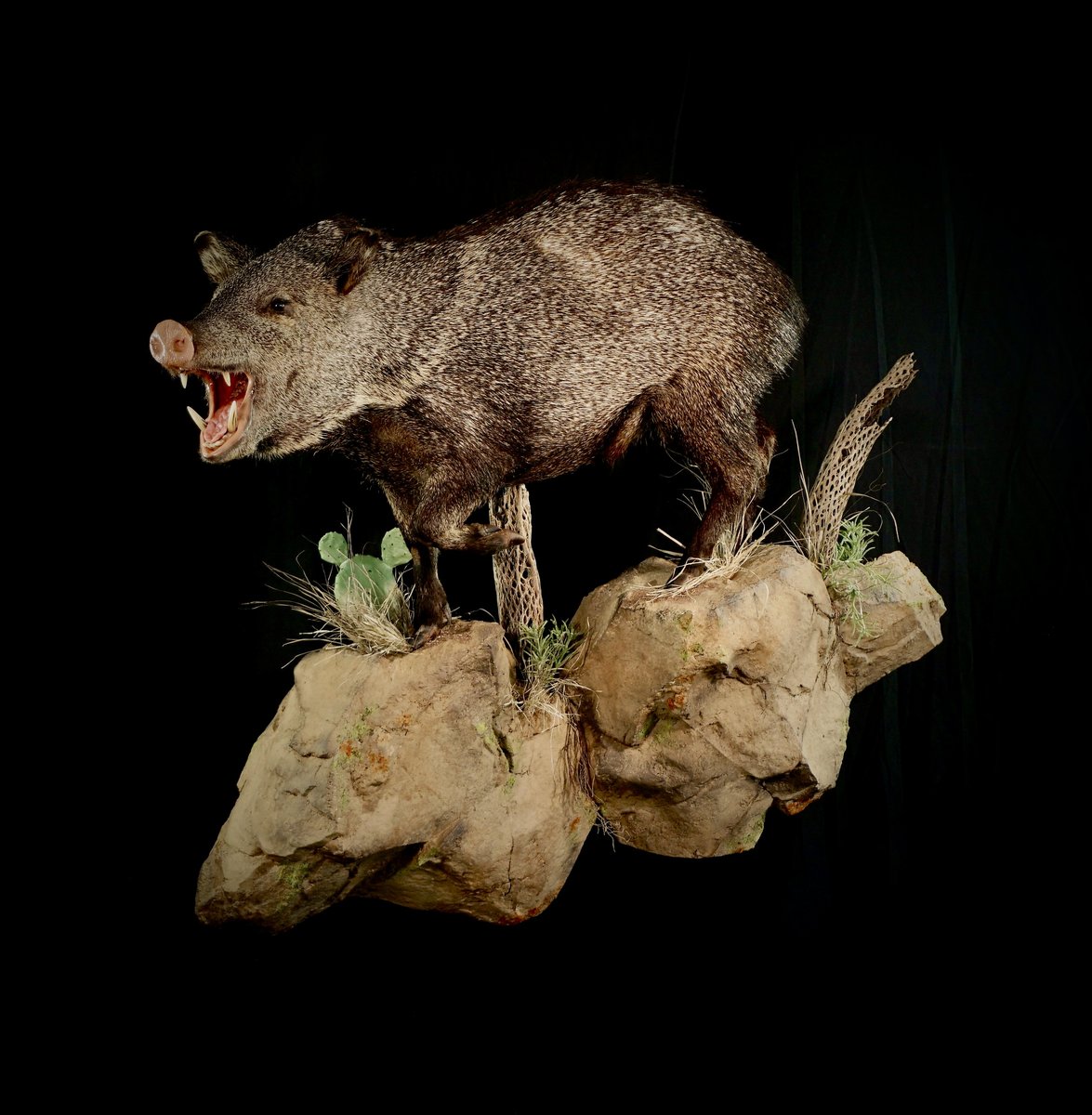 Javelina