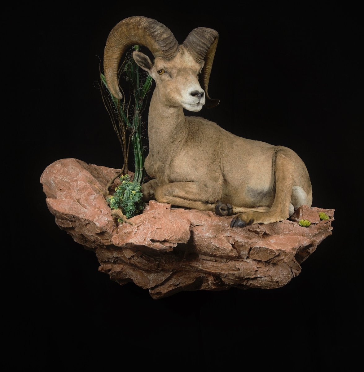 Life Size Desert Sheep