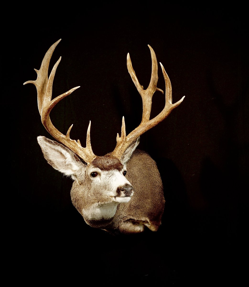 Mule deer Full Sneak Hard Left Turn