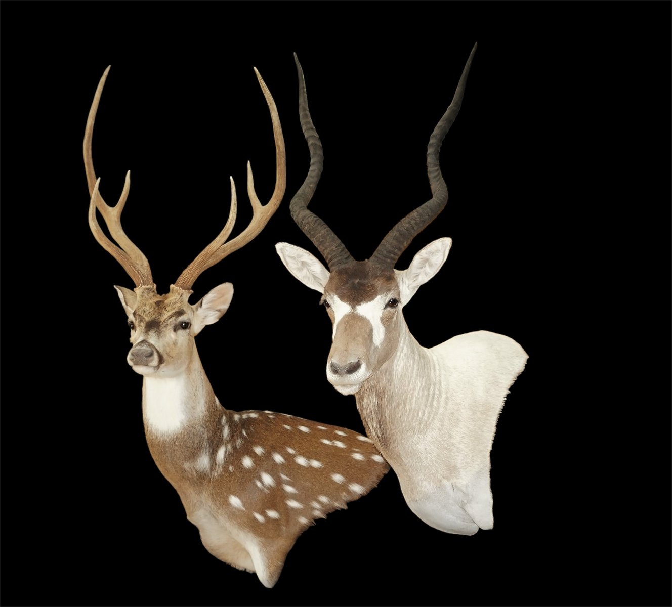 Addax And Axis Deer Wall Pedestal