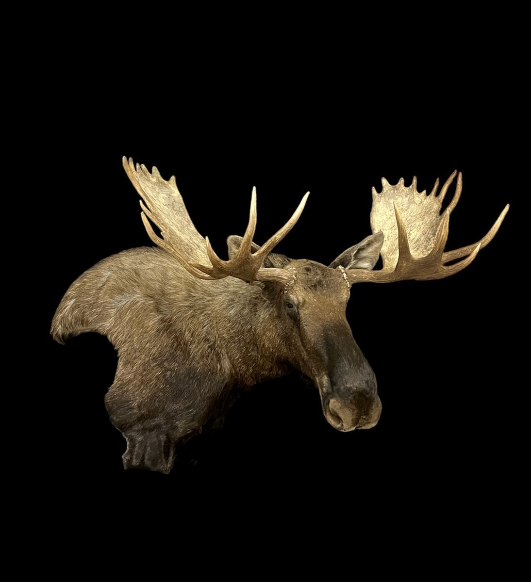 Alaskan Moose Wall Pedestal
