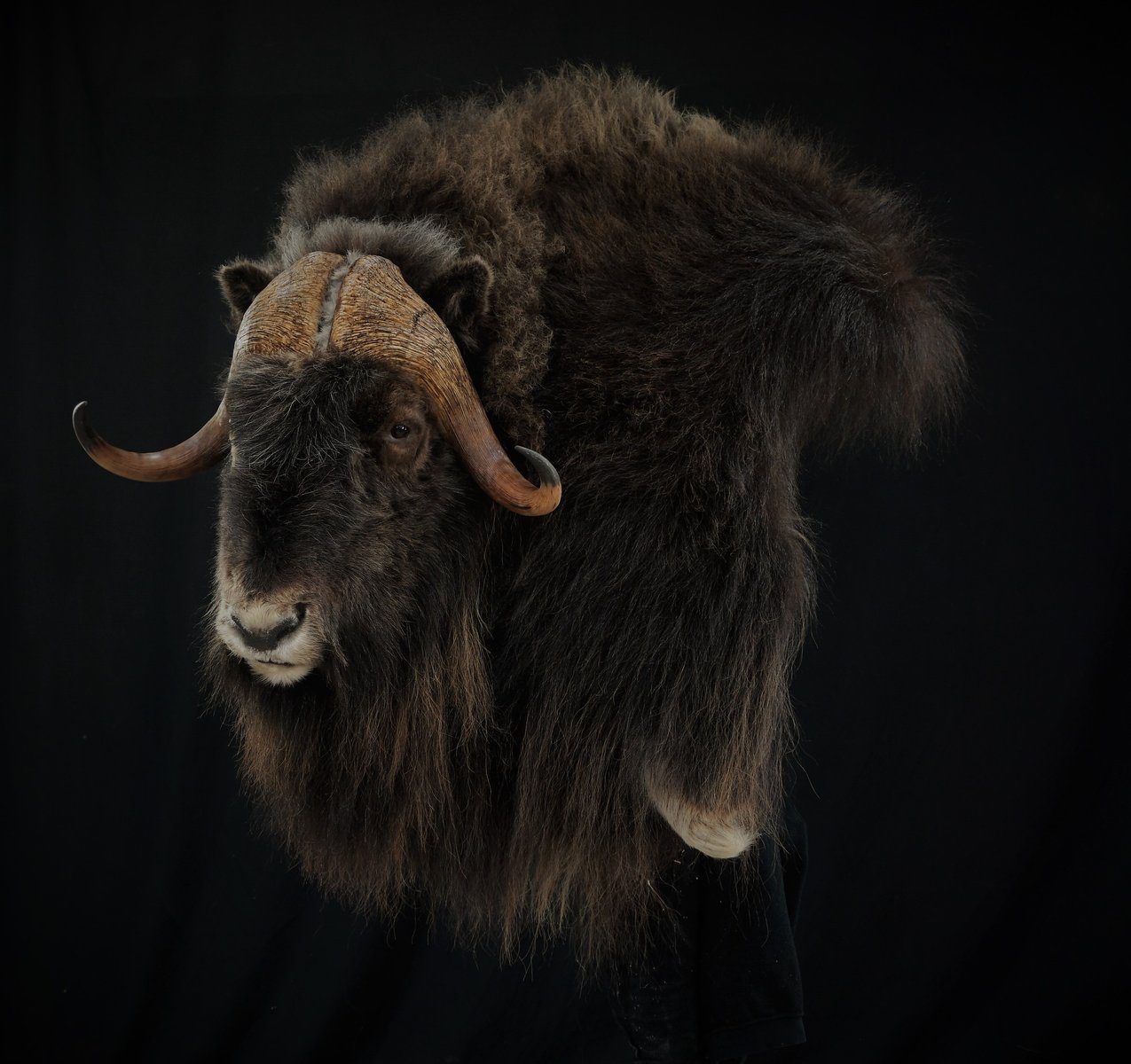 Muskox Wall Pedestal