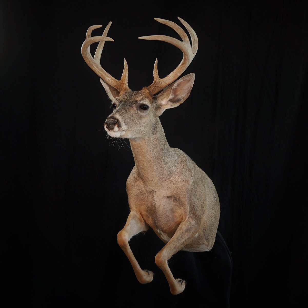 1/2 Life Size Coues Deer 2