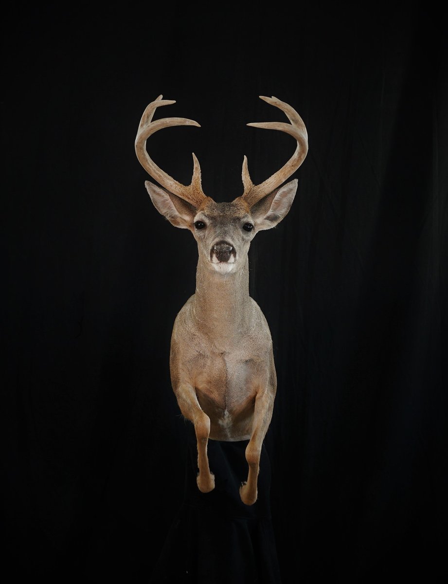 1/2 Life Size Coues Deer
