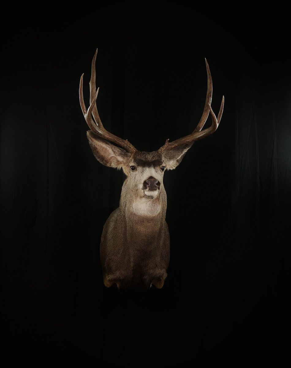 Mule Deer Straight Upright
