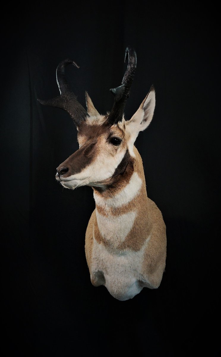 Antelope Right turn