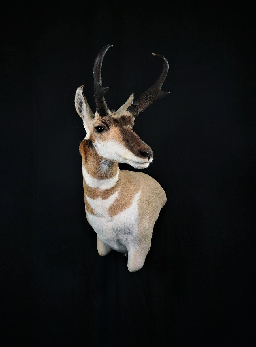Antelope Wall Pedestal Left Turn