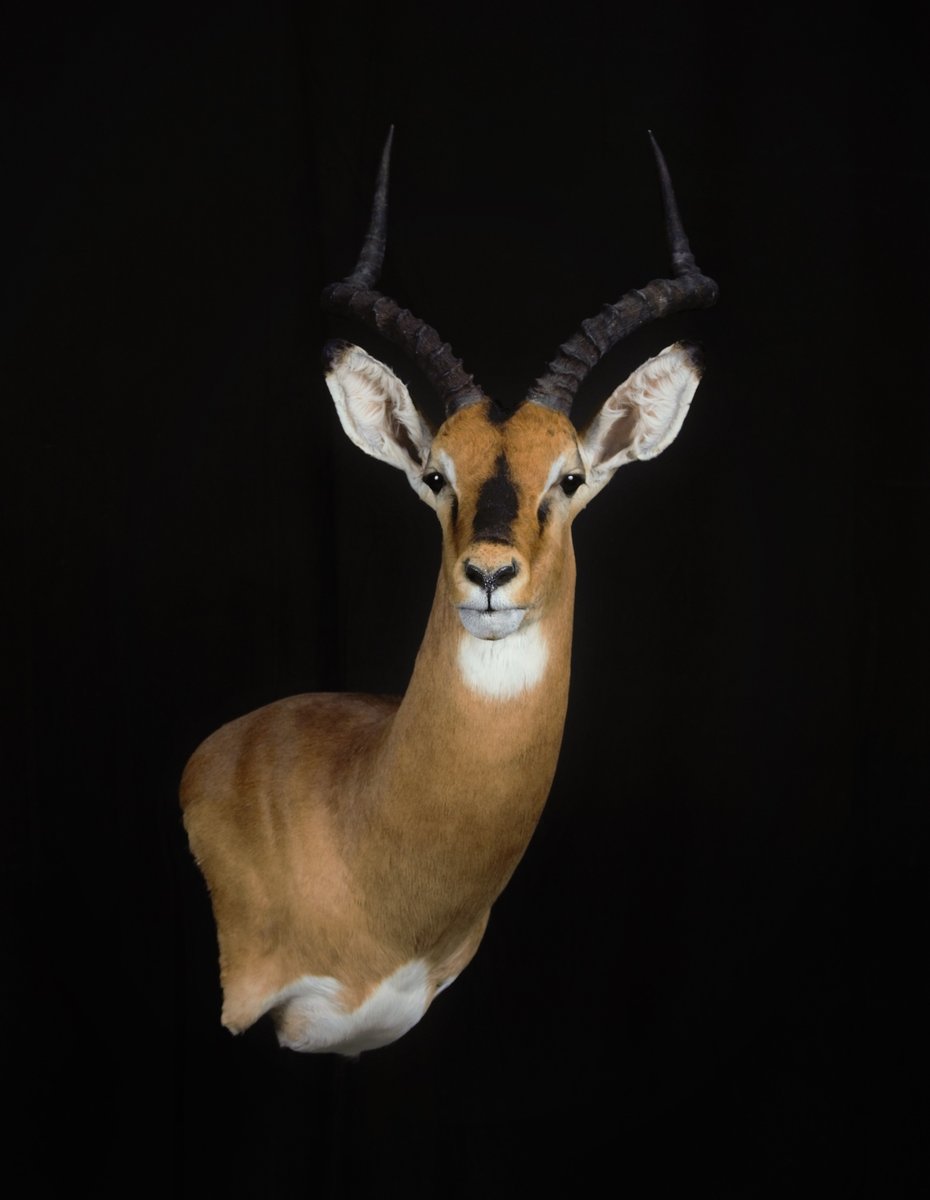 Impala Wall Pedestal