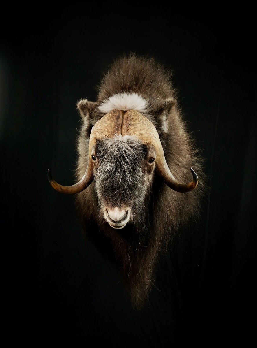 Muskox Straight Shoulder Mount