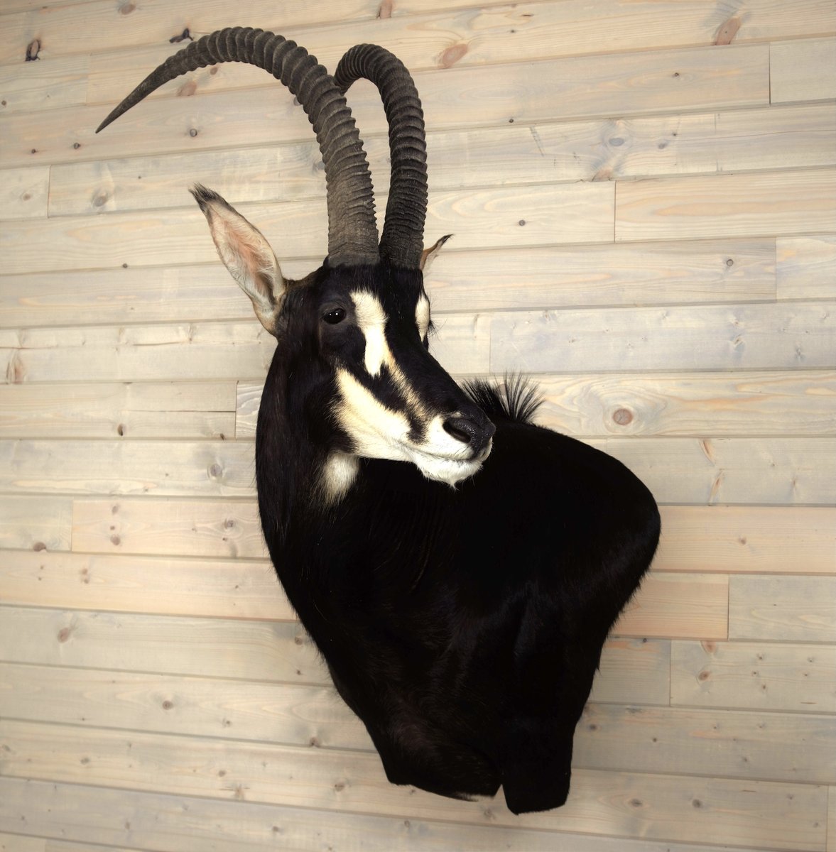 Sable Wall Pedestal
