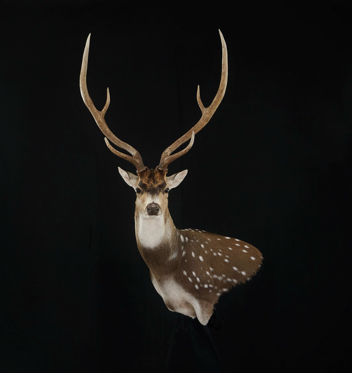 Axis Deer Wall Pedestal