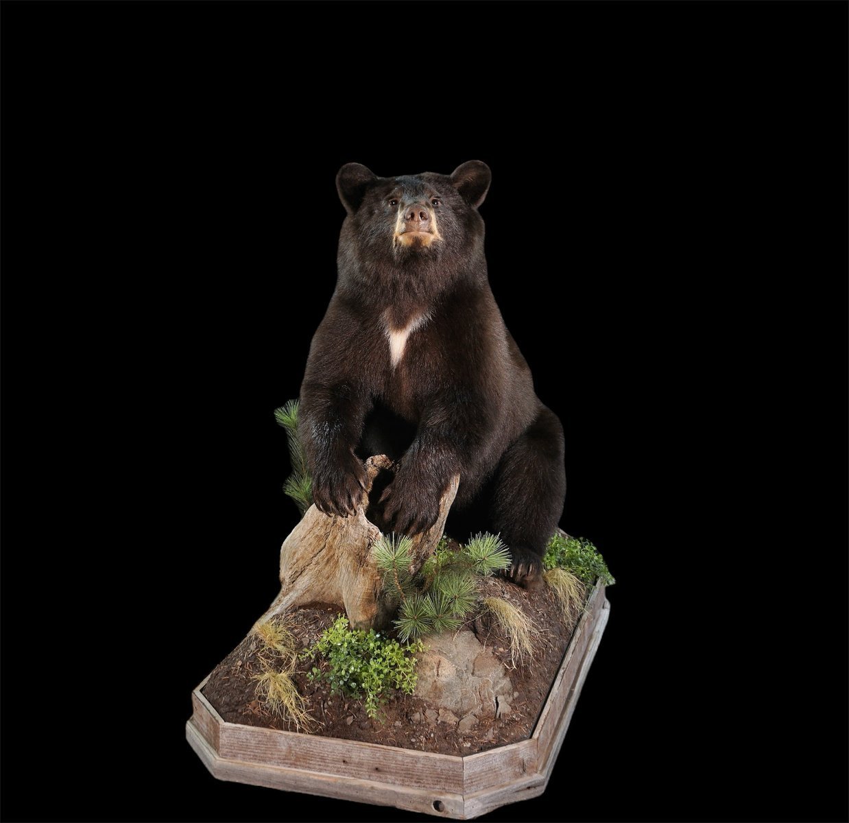 Black Bear Sitting 1