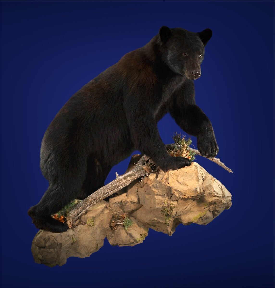 Black Bear Life Size