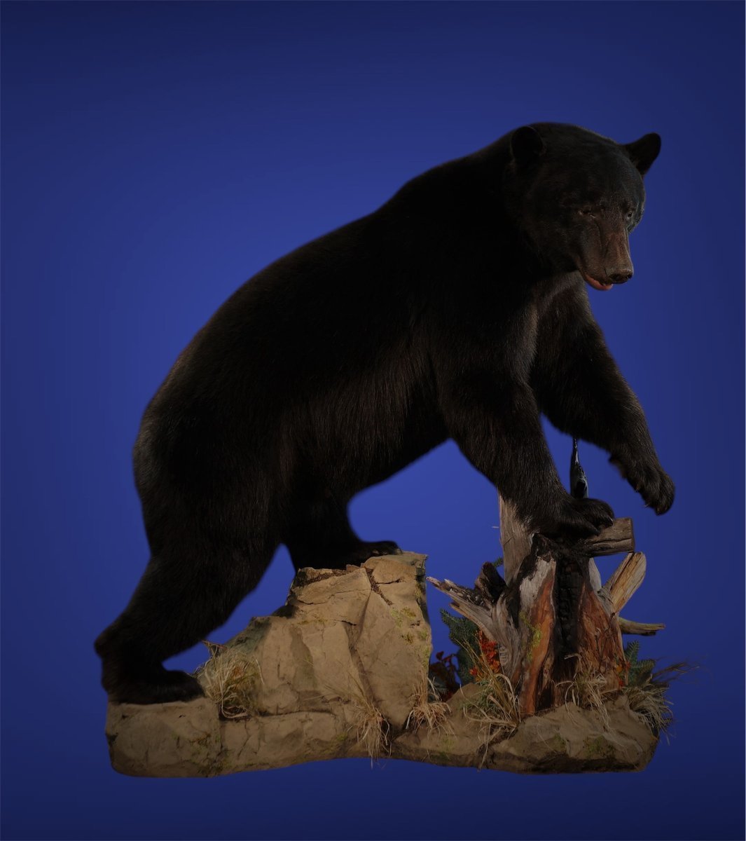 Black Bear Life Size