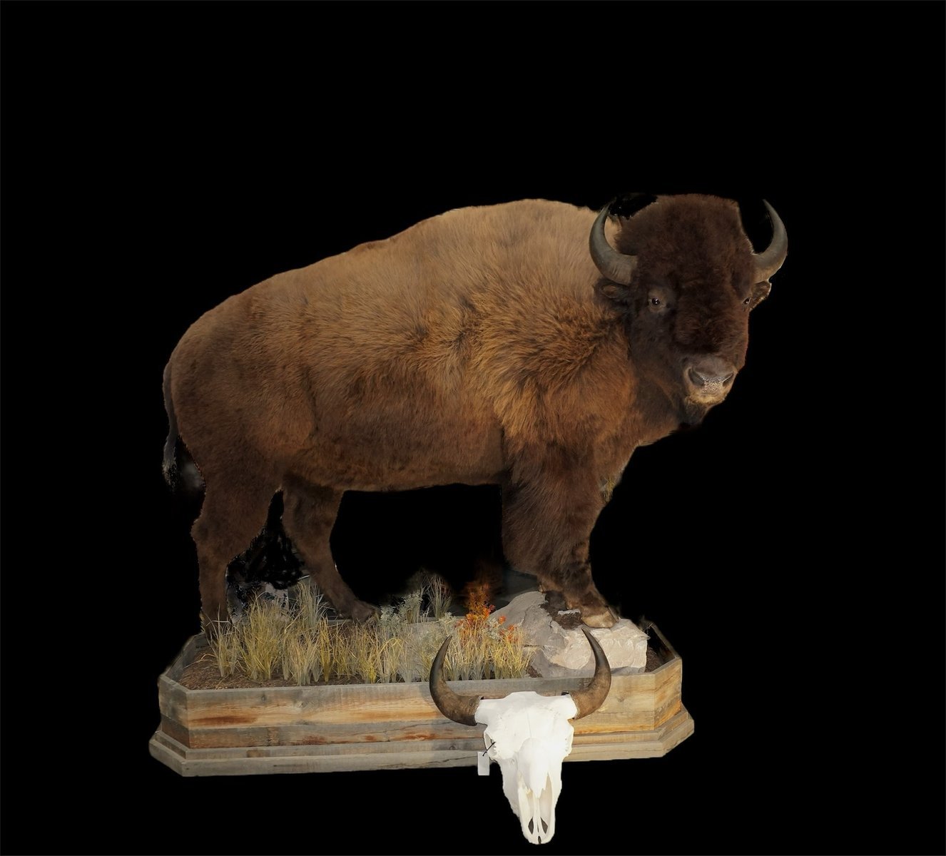 Bison Life Size