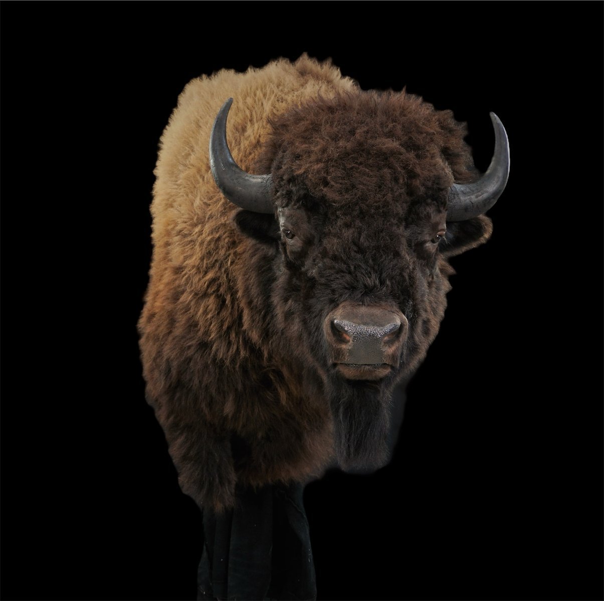 Bison Wall Pedestal