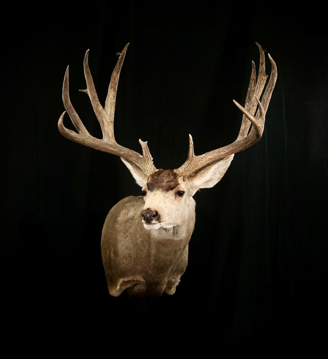Mule Deer Right Turn Semi Sneak