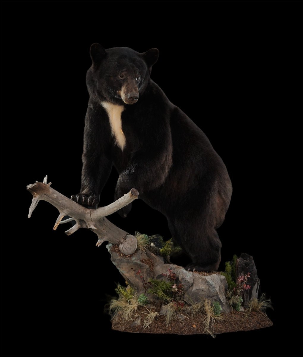 Black Bear Life Size