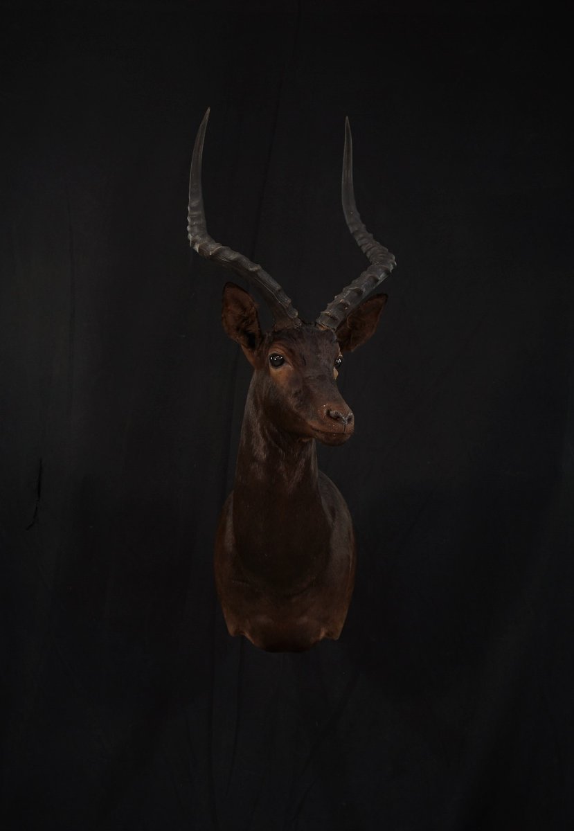 Black Impala Shoulder Mount