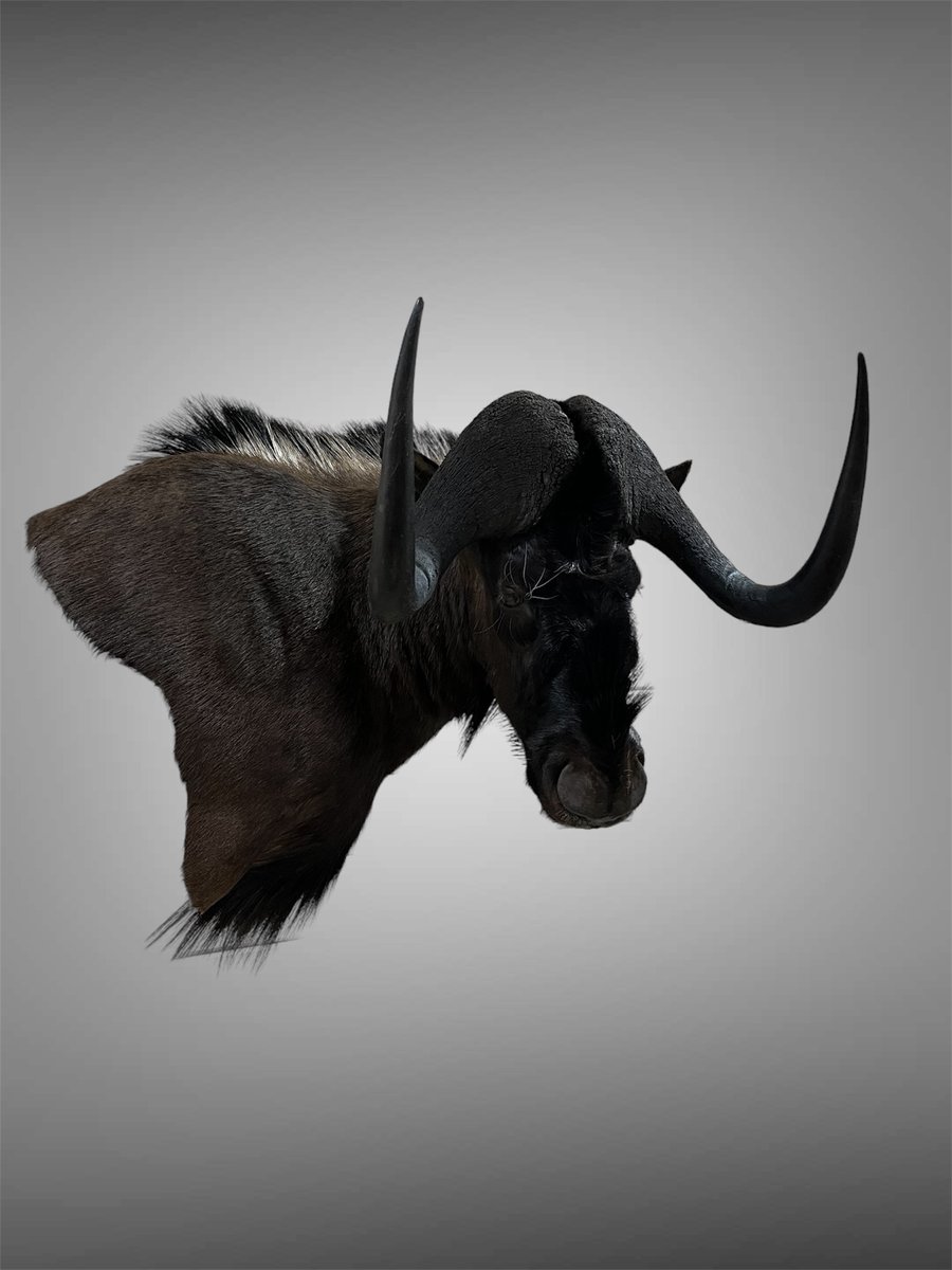 Black Wildebeest Wall Pedestal