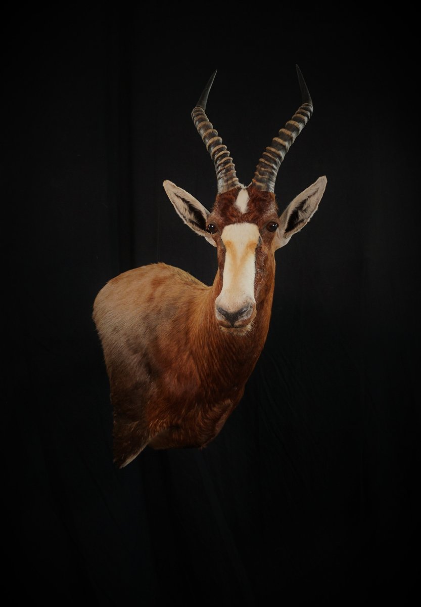 Blesbok Wall Pedestal