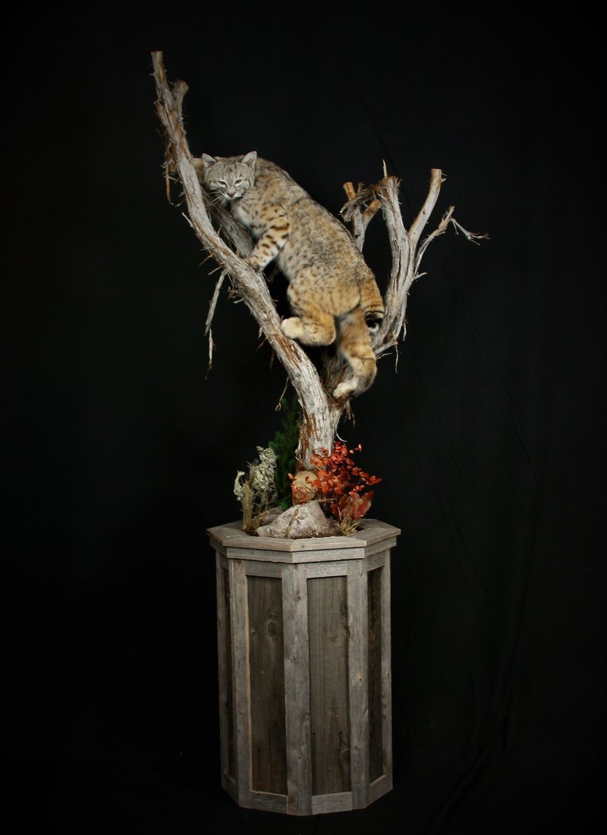 Bobcat Life Size