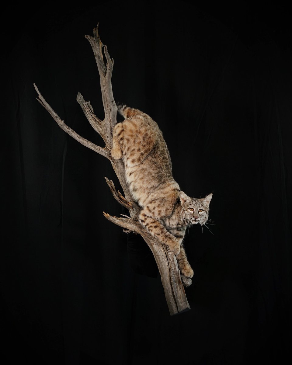 Bobcat Life Size