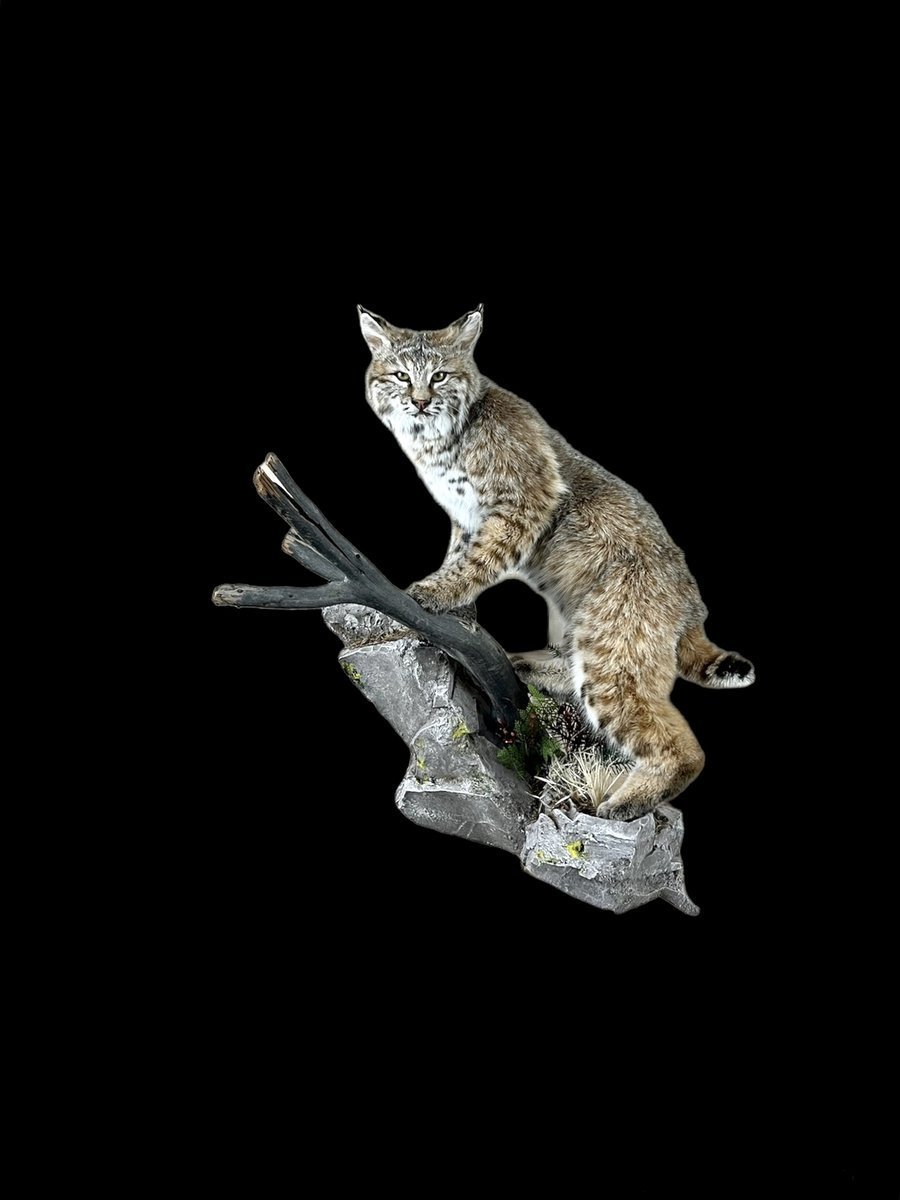 Bobcat Life Size