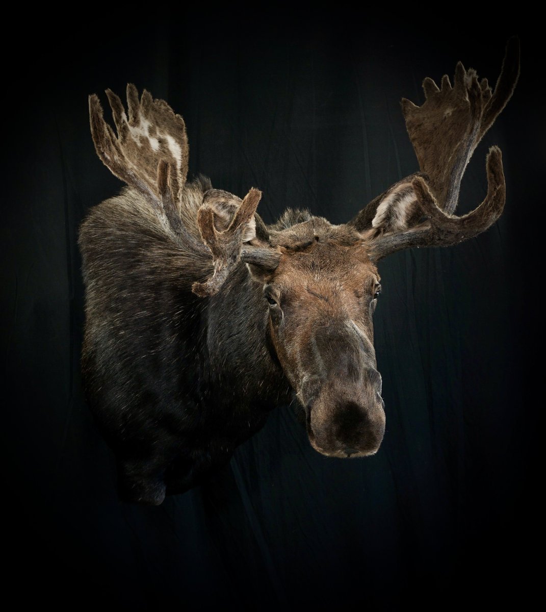 Moose Wall Pedestal