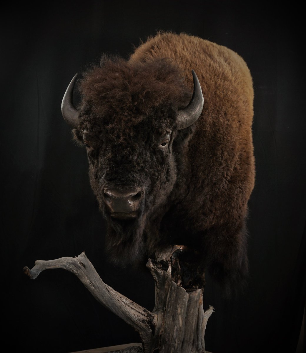 Bison Pedestal