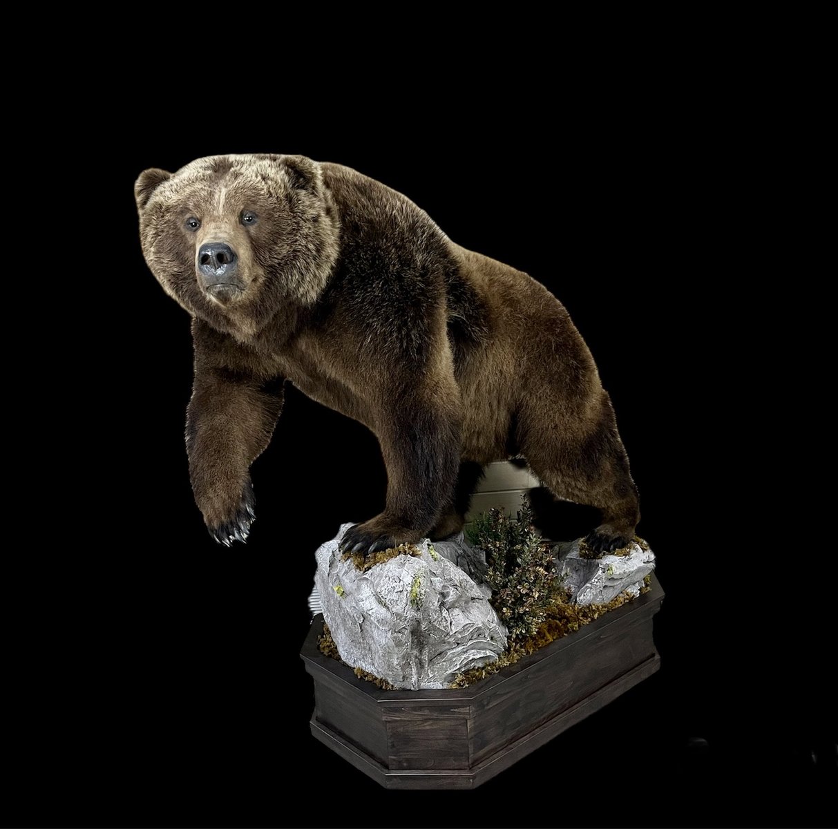 Brown Bear Lifesize