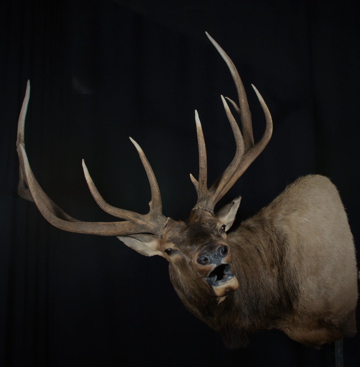 Elk Open Mouth