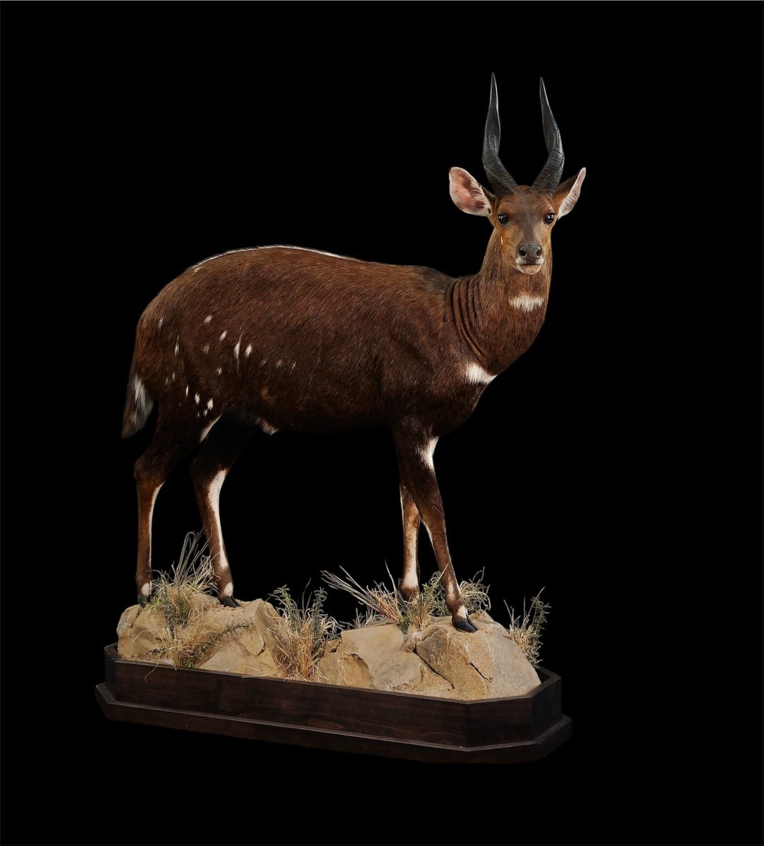 BushBuck Life Size