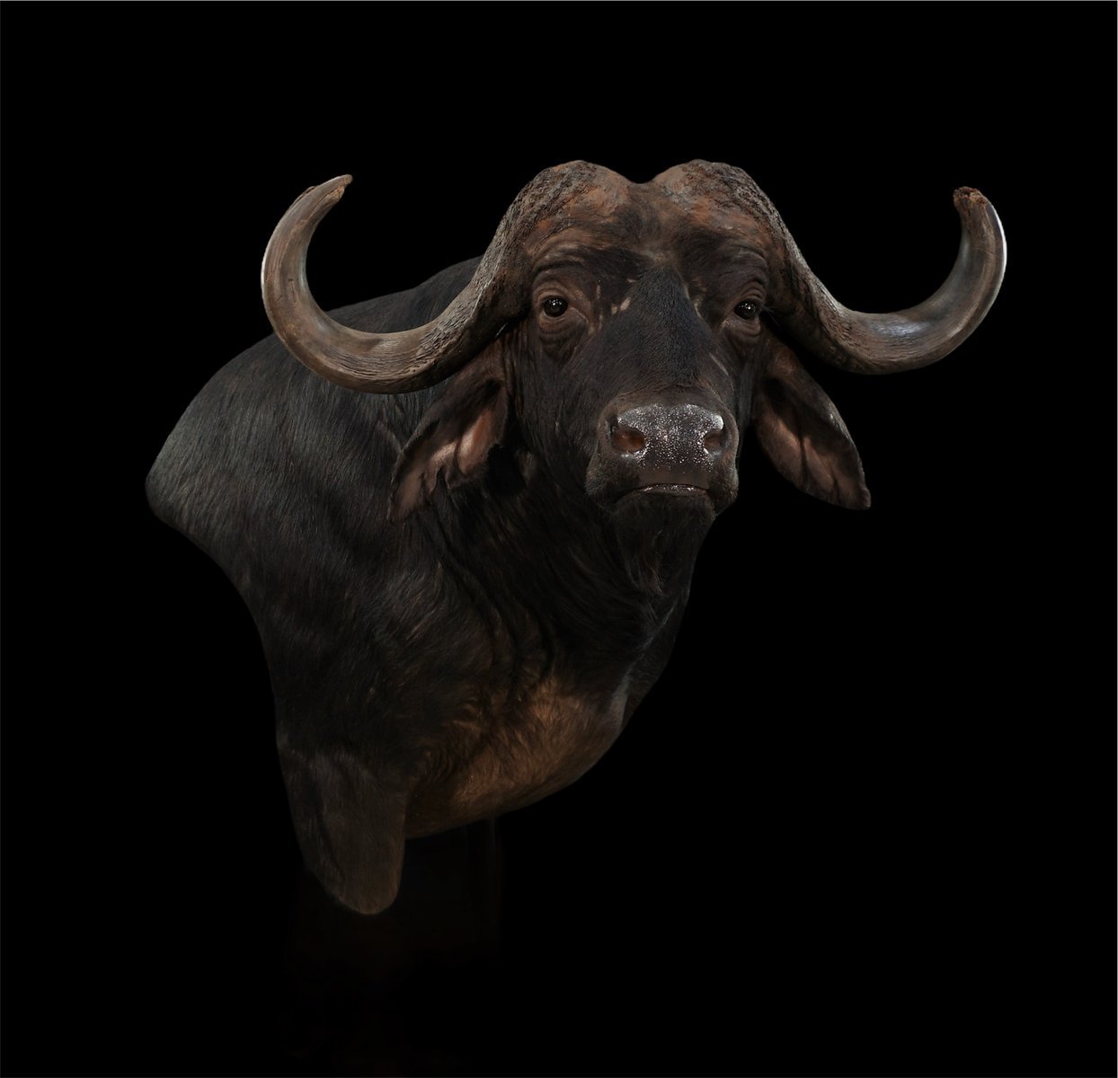 Cape Buffalo Wall Pedestal Right Turn