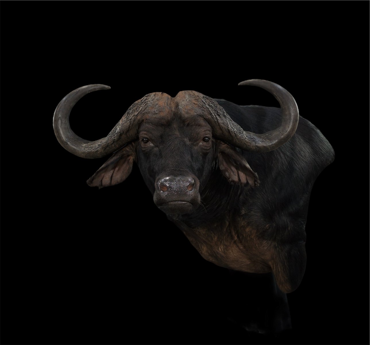 Cape Buffalo Wall Pedestal Left Turn