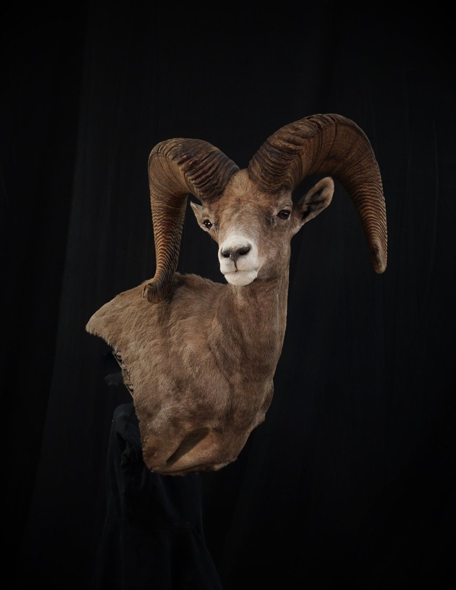 Desert Sheep Wall Pedestal