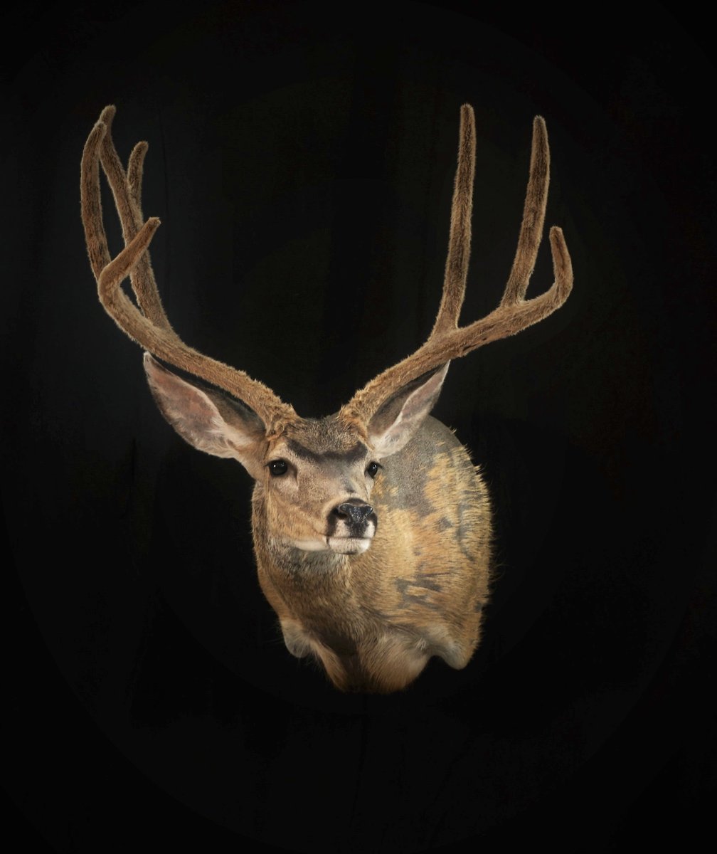 Mule Deer Shoulder Mount