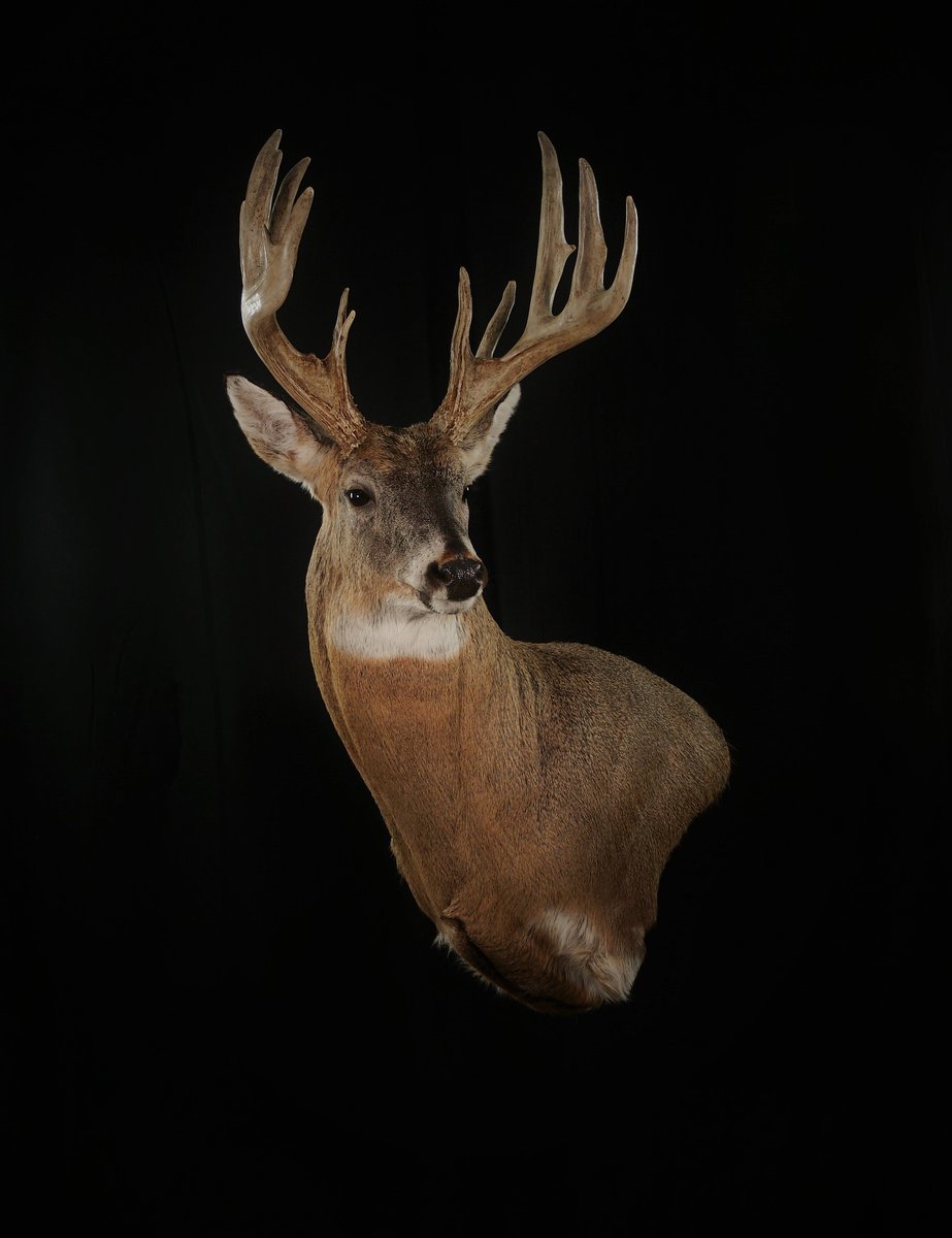 Whitetail Wall Pedestal
