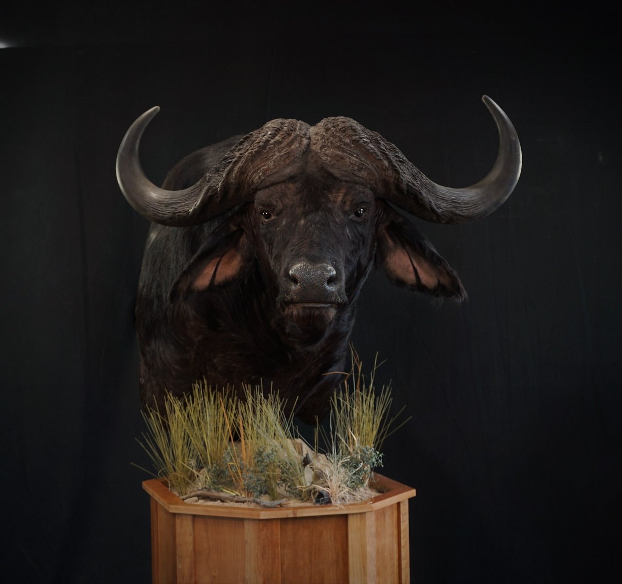 Cape Buffalo Pedestal