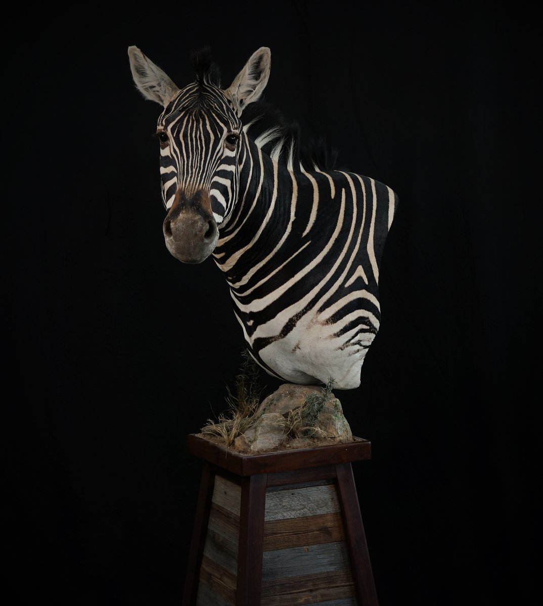 Zebra Pedestal