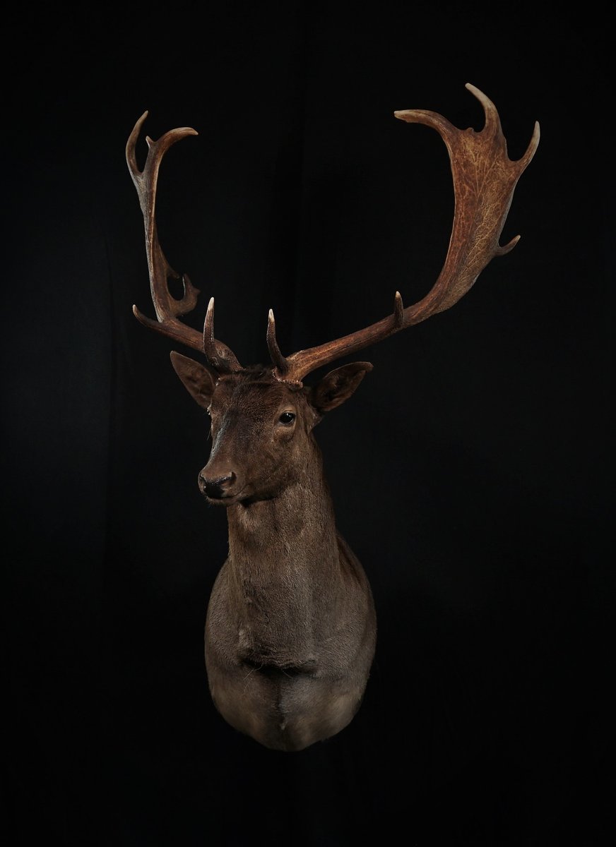 Fallow Deer Shoulder Mount