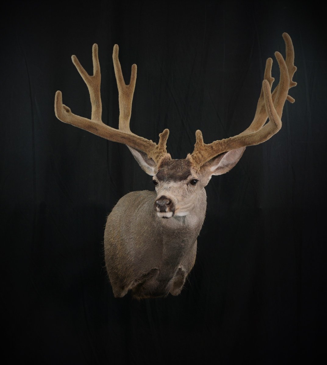 Mule Deer Shoulder Mount