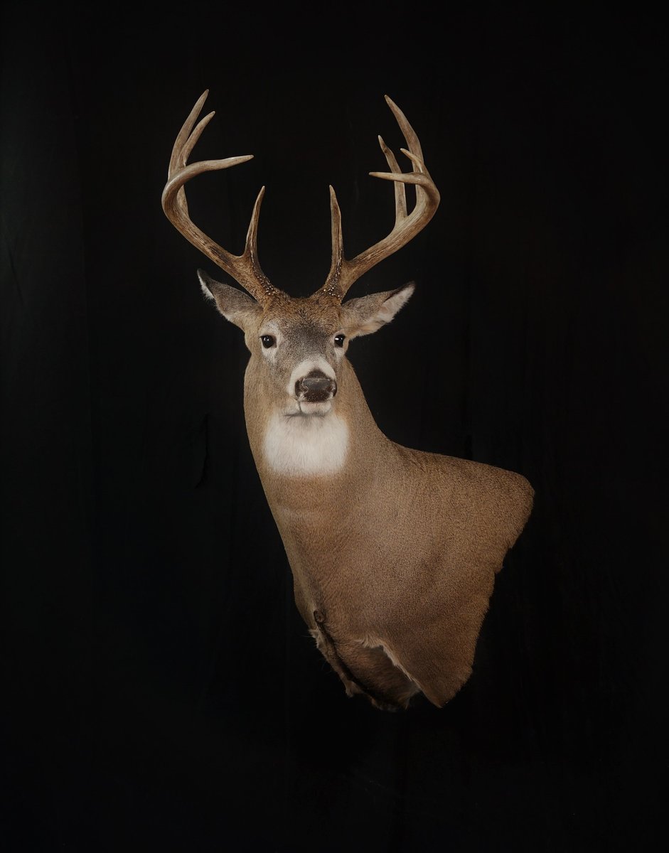 Whitetail Wall Pedestal