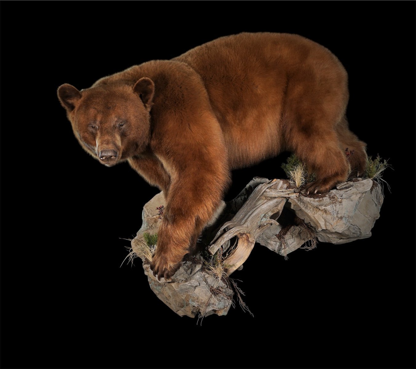 Black Bear Down Hill